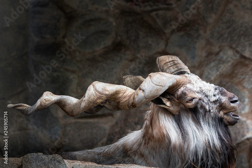 Markhor male at rest on the rock. Bukharan markhor (Capra falconeri heptneri), also known as the Turkomen Markhor. Wildlife animal photo