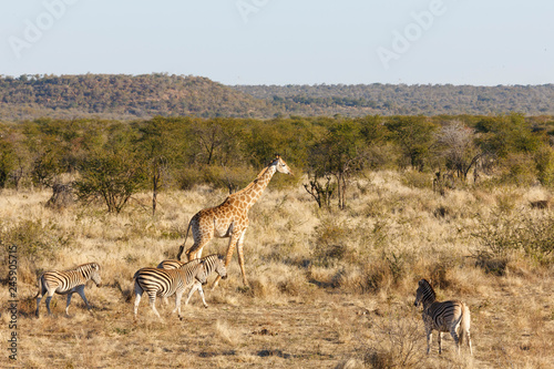 South African giraffe or Cape giraffe  Giraffa camelopardalis giraffa  and Plains zebra  Equus quagga  prev. Equus burchellii   aka common zebra  Burchell s zebra or quagga. North West Province. South