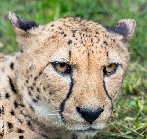 Cheetah portrait with a head on view.
