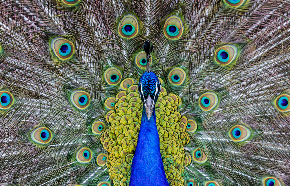 Obraz premium peacock with open tail