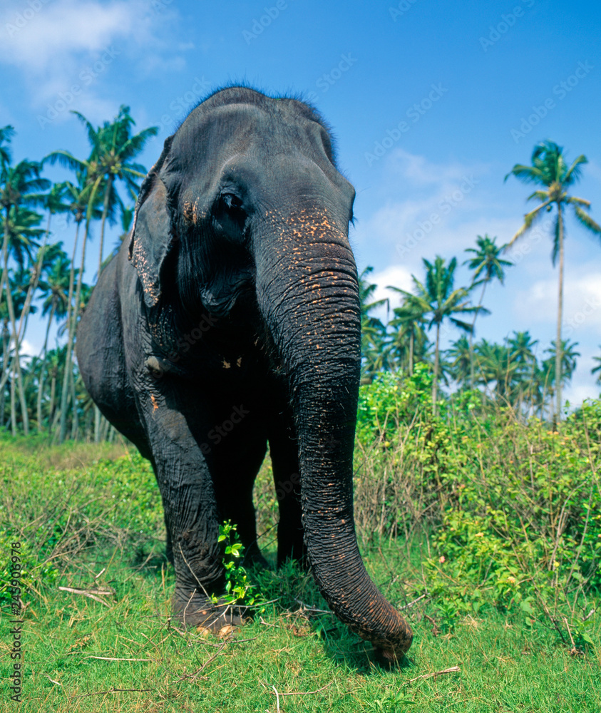 Naklejka premium Elefant