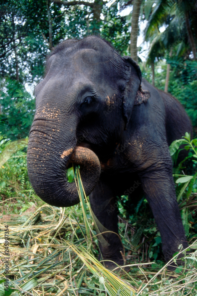 Fototapeta premium Elefant