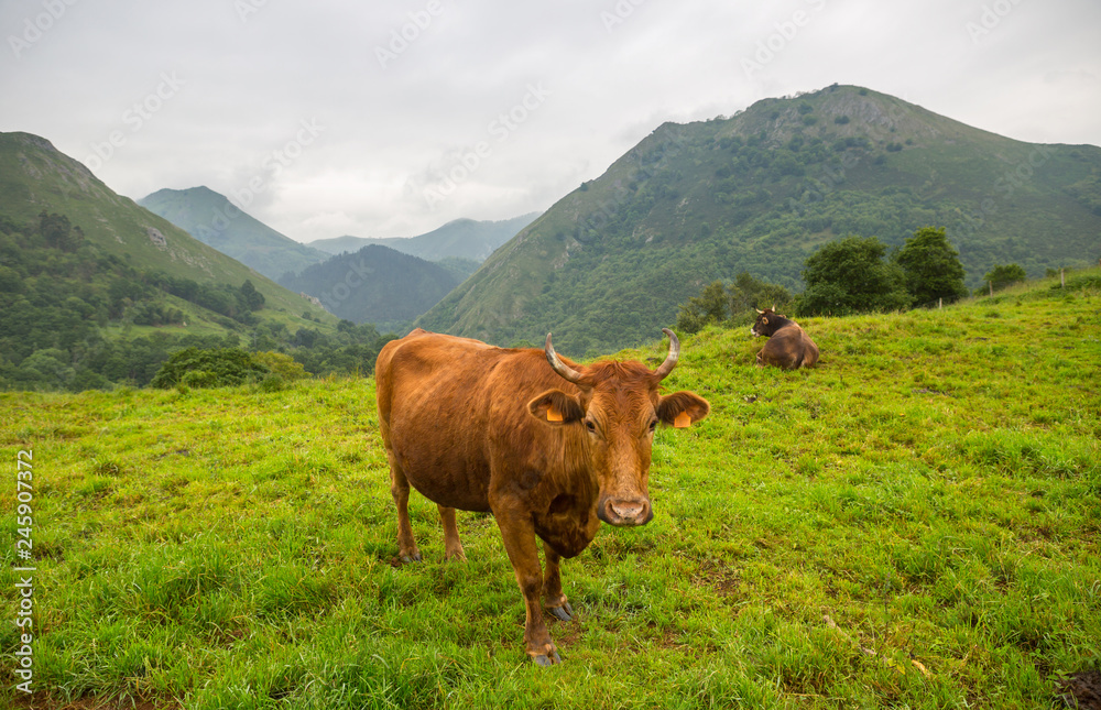 Naklejka premium farm cows