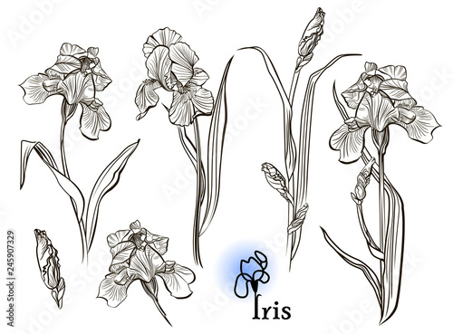 Iris flowers in the style of engraving.  Ink, pencil, black and white iris flowers sketch. Freehand sketching vector illustration. 