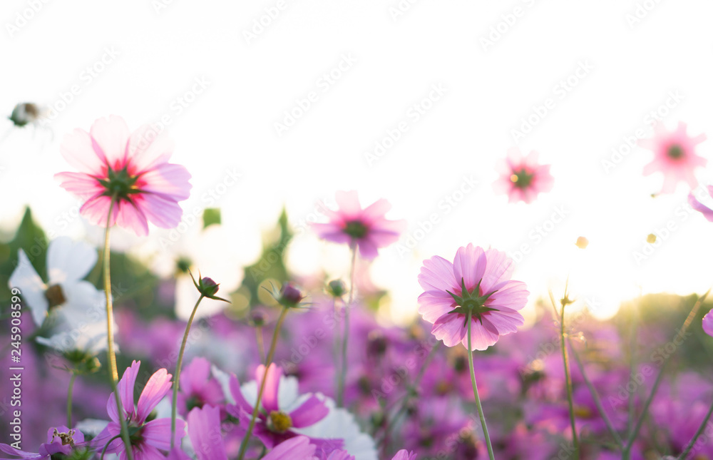 Closeup beautiful pink cosmos flower in the field with sunlight at morning, selective focus Closeup beautiful pink cosmos flower in the field with sunlight at morning, selective focus