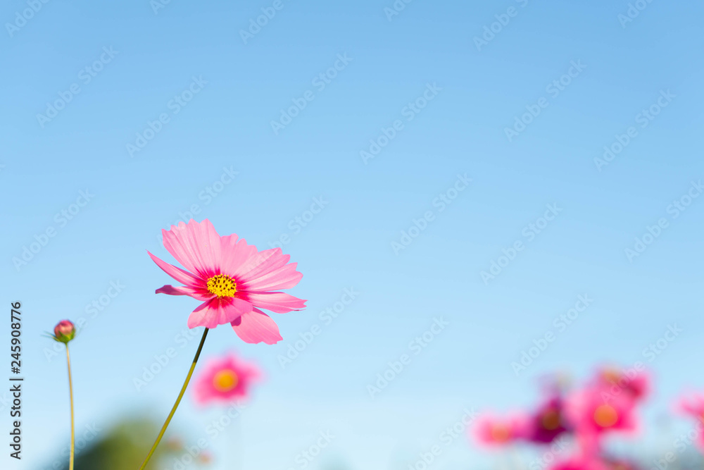 Closeup beautiful pink cosmos flower with blue sky background, selective focus Closeup beautiful pink cosmos flower with blue sky background, selective focus