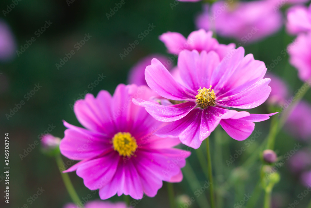 Closeup beautiful pink cosmos flower in the field, selective focus Closeup beautiful pink cosmos flower in the field, selective focus