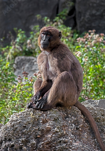 Gelada baboon female. Latin name - Theropithecus gelada © Mikhail Blajenov
