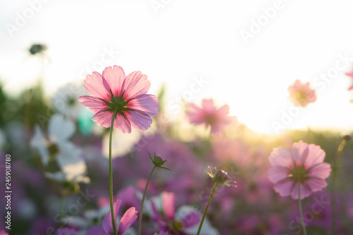 Closeup beautiful pink cosmos flower in the field with sunlight at morning  selective focus