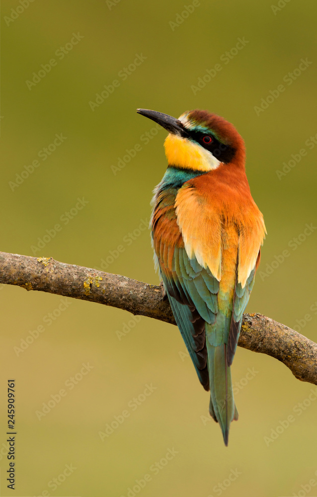 Obraz premium Portrait of a colorful bird