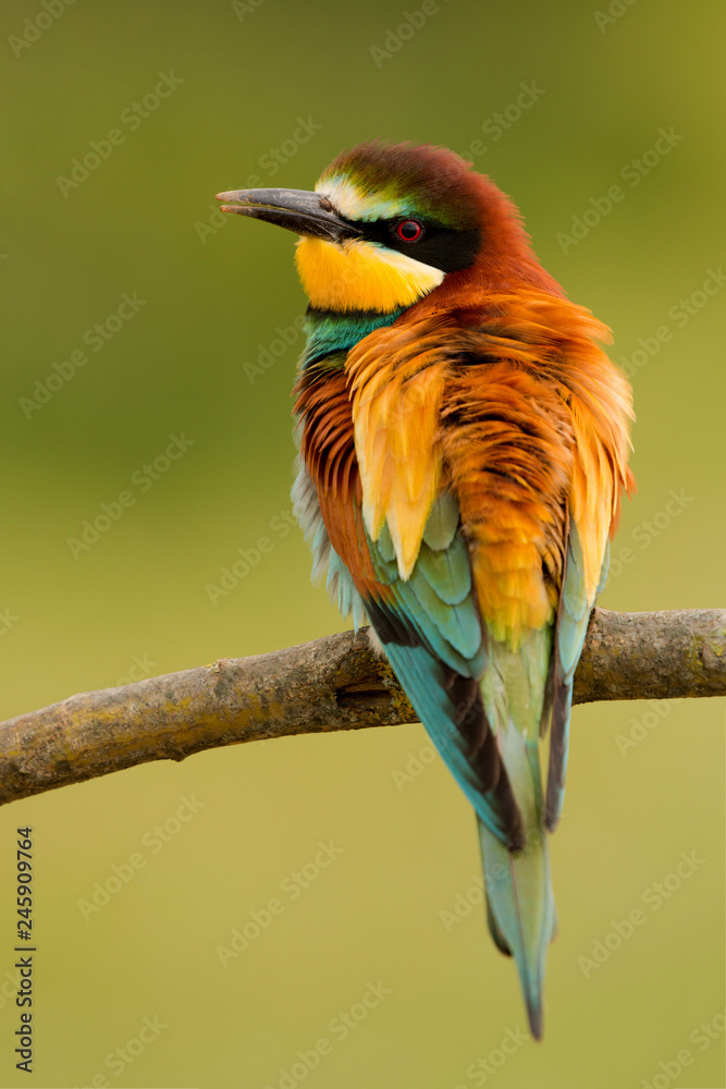 Obraz premium Portrait of a colorful bird