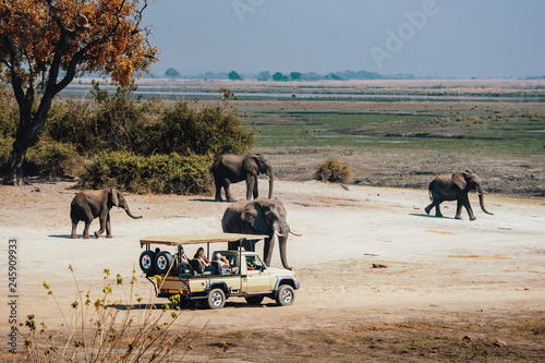 Foto Touristen begegnen einer Gruppe Afrikanischer Elefanten (Loxodonta africana) wäh