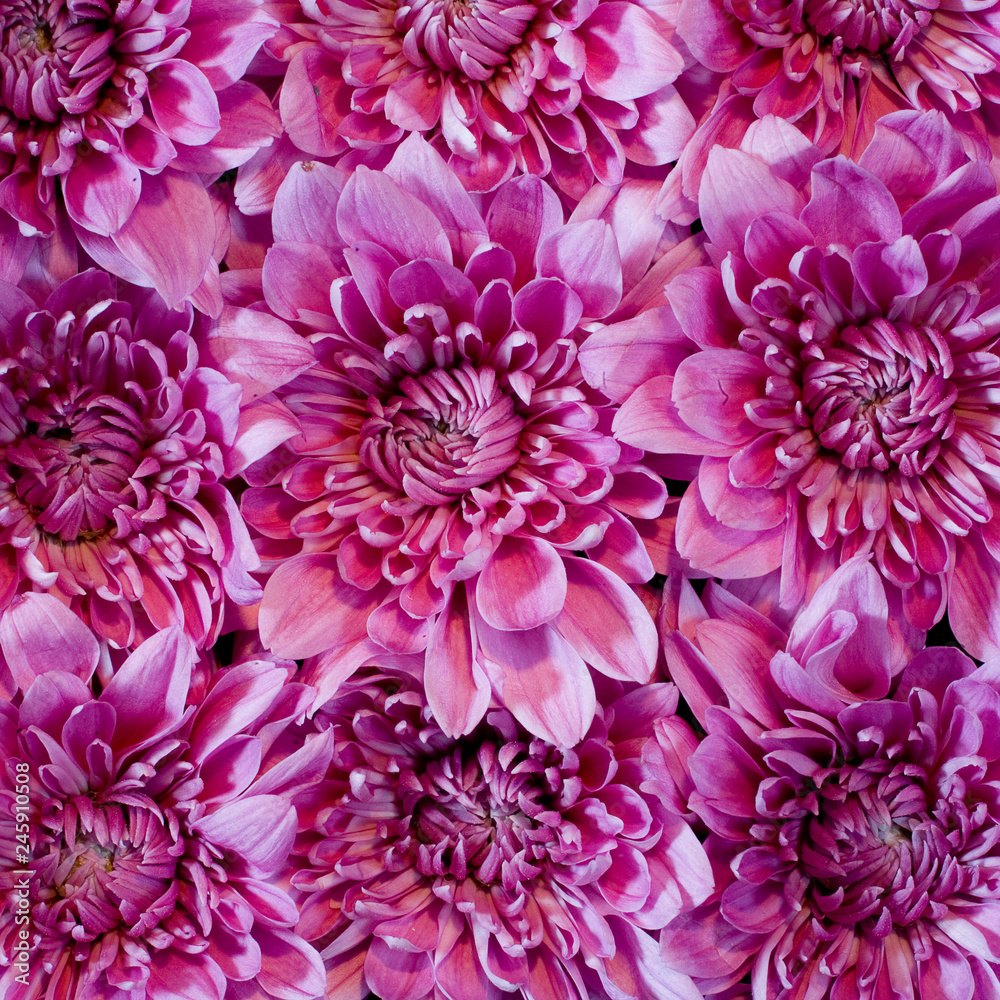 Fototapeta premium pink dahlia, pattern, background, texture, bud, flower, petal, top view