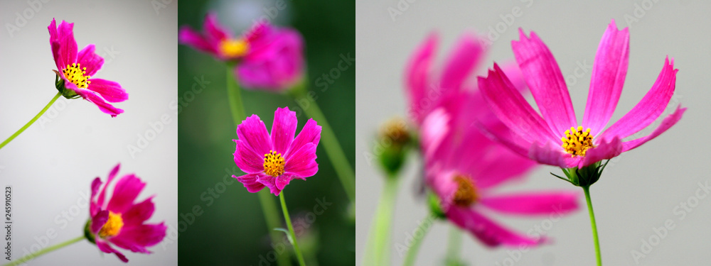 Open flower Dahlia imperialis pink with yellow core on a natural background closeup Open flower Dahlia imperialis pink with yellow core on a natural background closeup