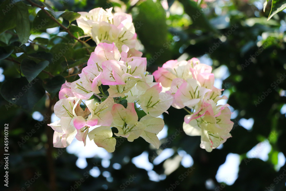 Fototapeta premium Trees Planet, Bougainvillea glabra or Paper Flower