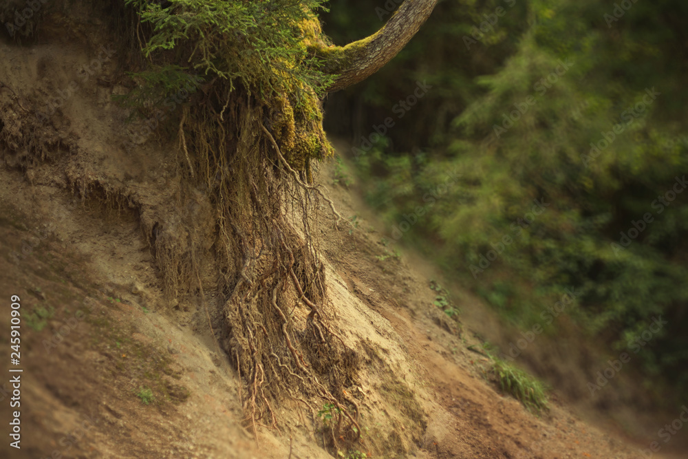 mighty and strong long roots in the sand on the hillside of the land that has moved down, a young tree surrounded by green, wet, bright moss, the magnificent wildlife of Georgia, a warm climate mighty and strong long roots in the sand on the hillside of the land that has moved down, a young tree surrounded by green, wet, bright moss, the magnificent wildlife of Georgia, a warm climate