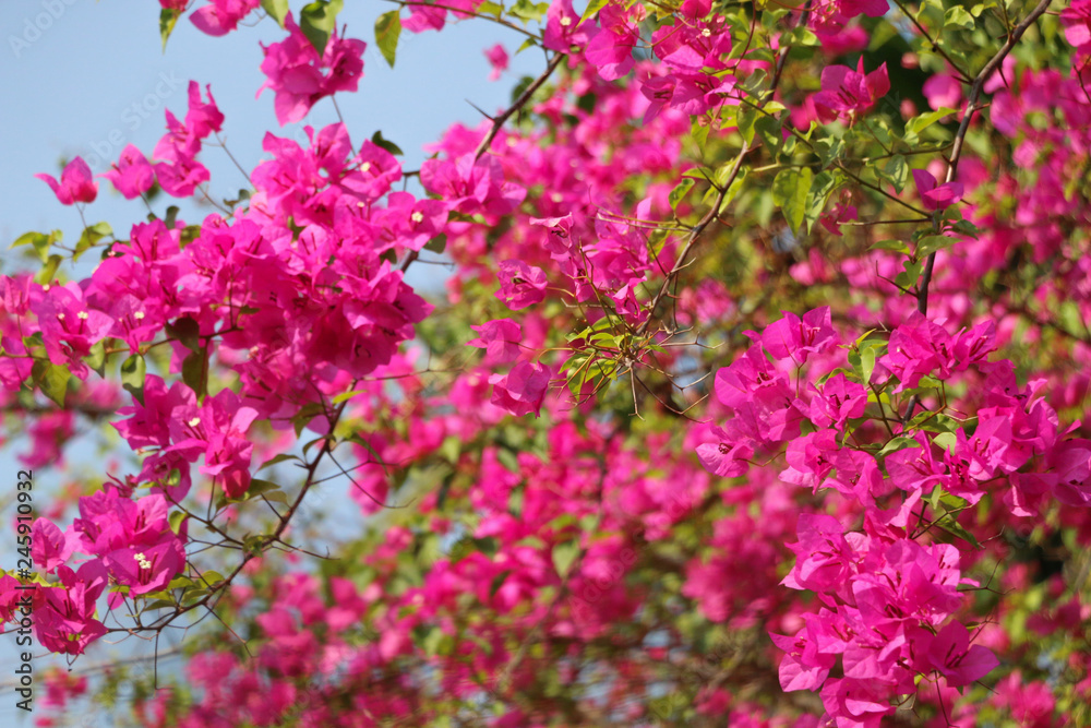 Trees Planet, Bougainvillea glabra or Paper Flower Trees Planet, Bougainvillea glabra or Paper Flower