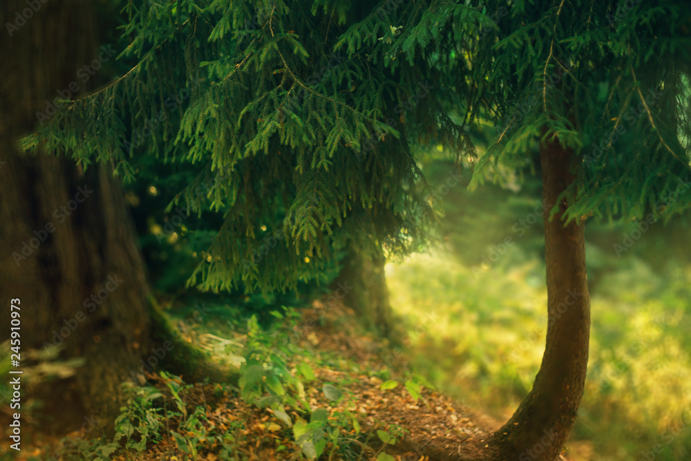 Fototapeta premium a small fabulous conifer at close range, a bright green photo of nature of Georgia, wet earth is covered with moss and healing aromatic herbs, sunlight passes through the branches and leaves