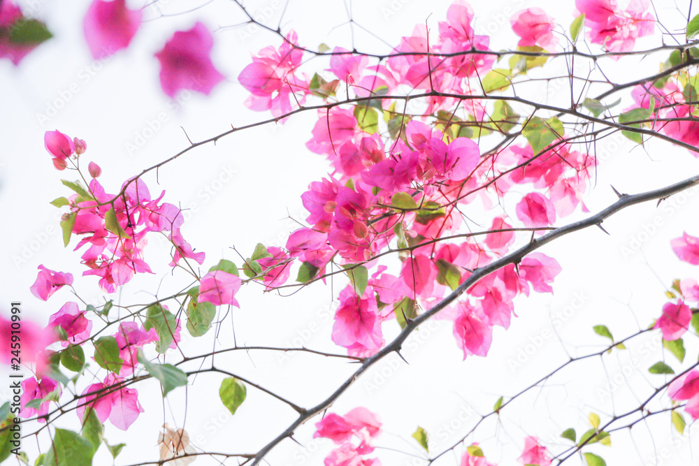 Trees Planet, Bougainvillea glabra or Paper Flower