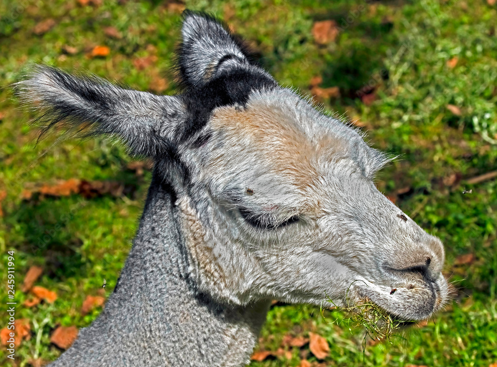Fototapeta premium Alpaca`s head. Latin name - Vicugna pacos