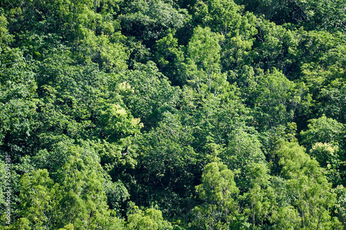 Fruit Bats in flight high up in the forest of the Black River gorge, Mauritius
