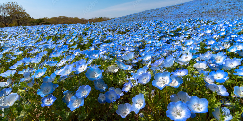 Nemophila (baby blue eyes flowers) flower field, blue flower carpet