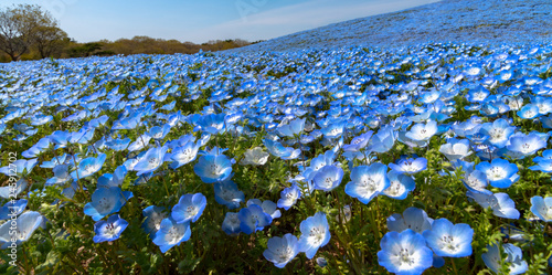 Slika na platnu Nemophila (baby blue eyes flowers) flower field, blue flower carpet
