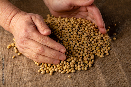 Fresh raw soybeans in hands