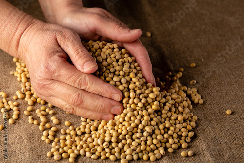 Fresh soybeans in hands