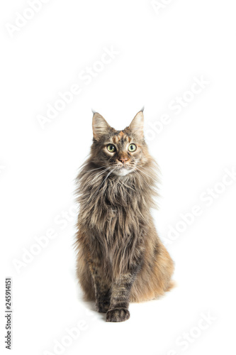 isolated maine coon cat specimen sitting / maine coon female with attentive look aimed at the camera