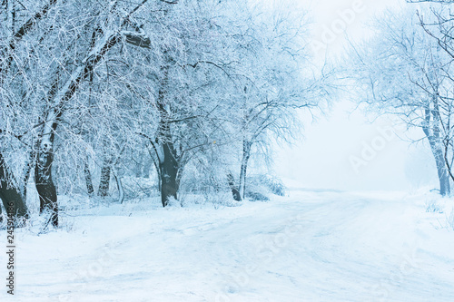 trees in the winter in the snow the road in the fog landscape © Iryna