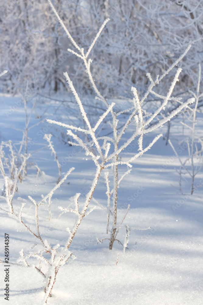 winter hoarfrost snow frost ice crown and young tree of a tree against the background of bushes