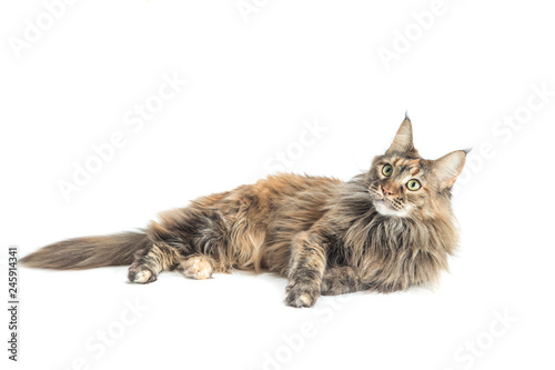 isolated maine coon cat specimen lying down / main coon female with careful look while playing