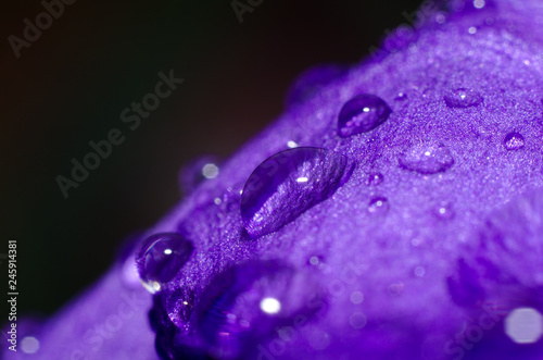 Water drops on a purple petal