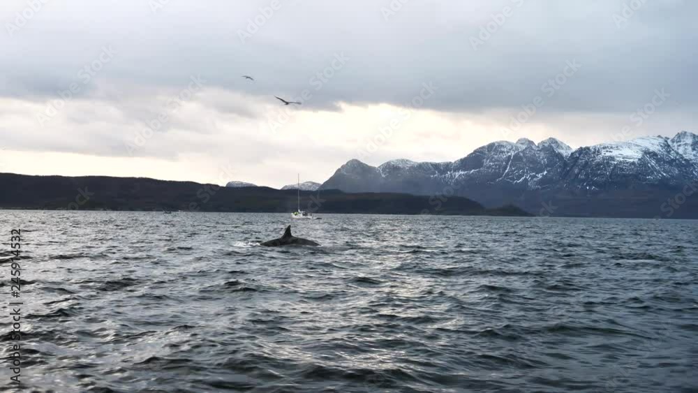 orcas and humpback whales hunting for herrings in the fjords of Norway in winter orcas and humpback whales hunting for herrings in the fjords of Norway in winter
