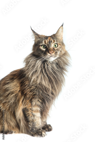 isolated maine coon cat specimen sitting / maine coon female with attentive look aimed at the camera