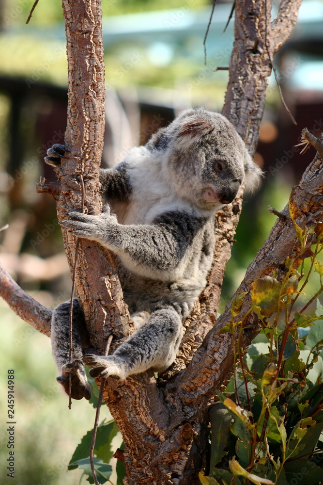 Fototapeta premium Cute Koala bear sitting on tree branch