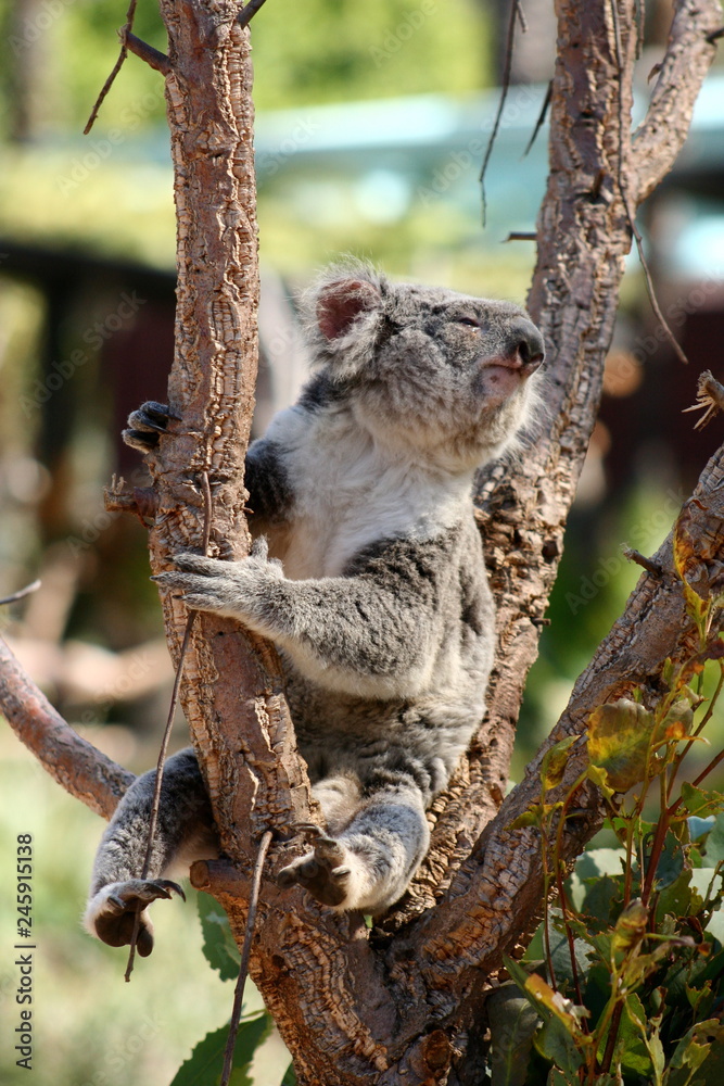 Fototapeta premium Cute Koala bear sitting on tree branch