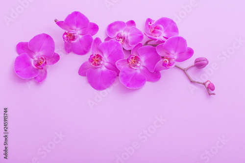 the beautiful orchid flowers © Maya Kruchancova