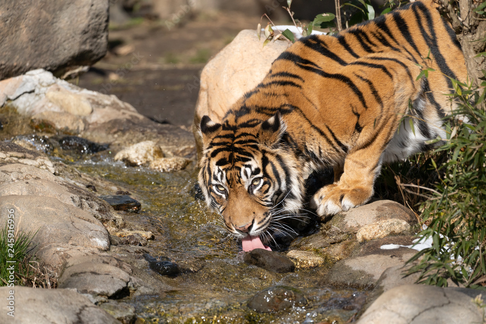 水を飲むスマトラトラ Sumatran Tiger