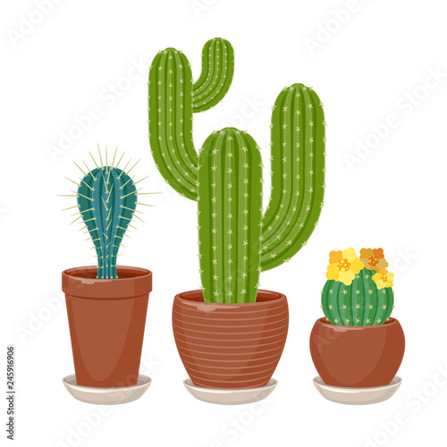 Cactuses set vector illustration.