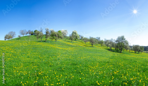 Sonnge Blumenwiese mit blühendem Löwenzahn im Frühling an einem Hügel mit einem Obstgarten