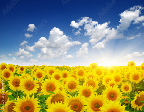Fototapeta Naklejka Na Ścianę i Meble -   sunflowers and sun