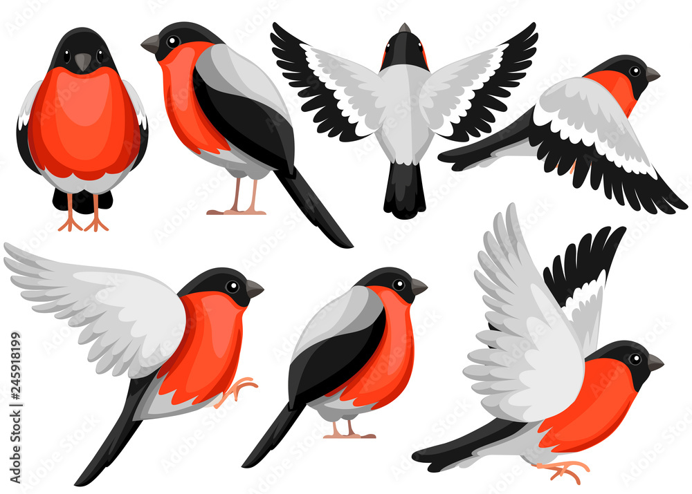 Fototapeta premium Colorful Icon set of Bullfinch bird. Flat cartoon character design. Bird icon in different side of view. Winter bird. Vector illustration isolated on white background