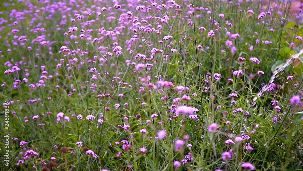 The Gardener Watering Plants and Verbena Flowers with Hosepipe in the Garden in Slow Motion.
