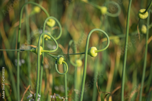 Gardening: winter garlic in the stage of budding, flowering. Stems of winter garlic, twisted in a spiral, close-up on a blurred background. photo