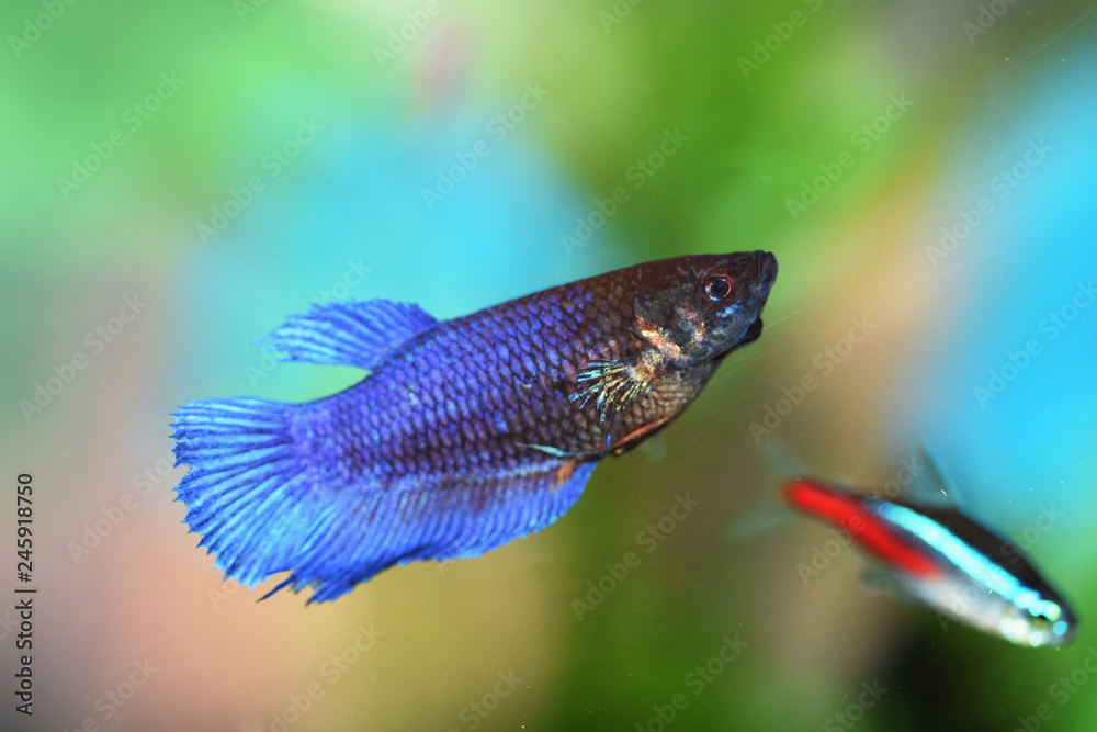 Colorful fishes in the aquarium