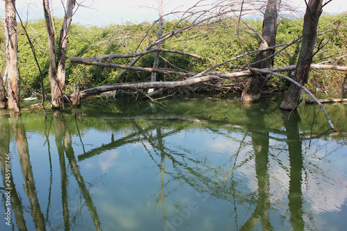 Abandoned trees on the Lake of Doirani Kilkis Greece photo