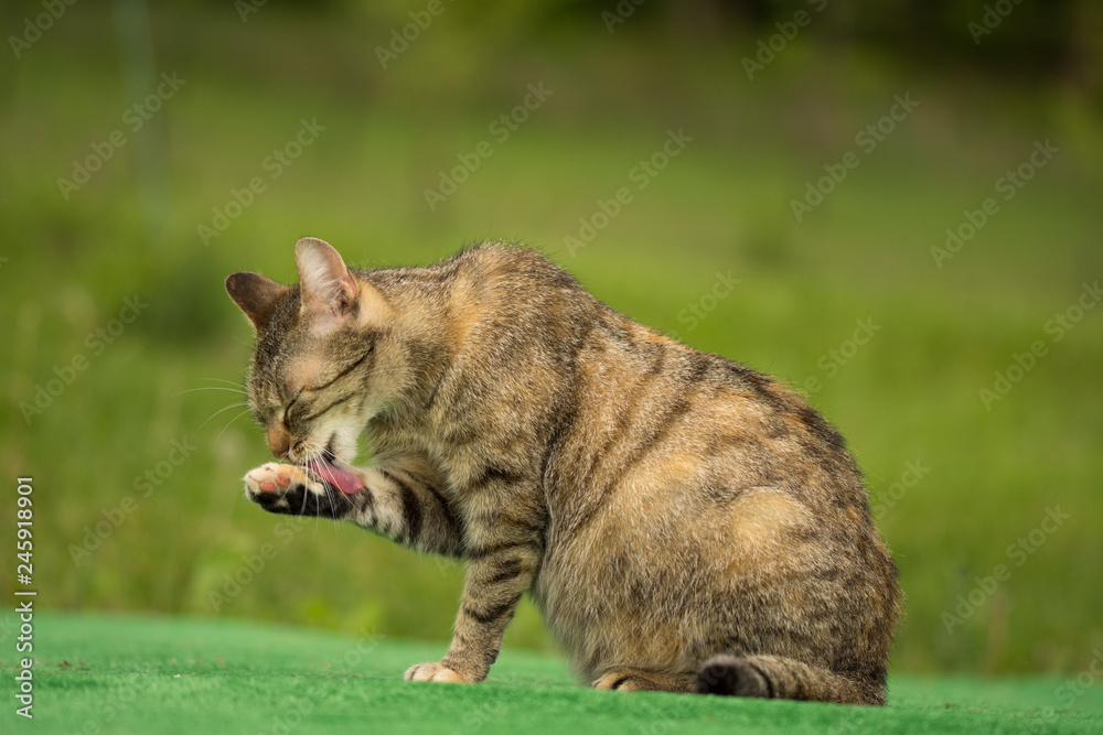 beautiful striped cat in grass
