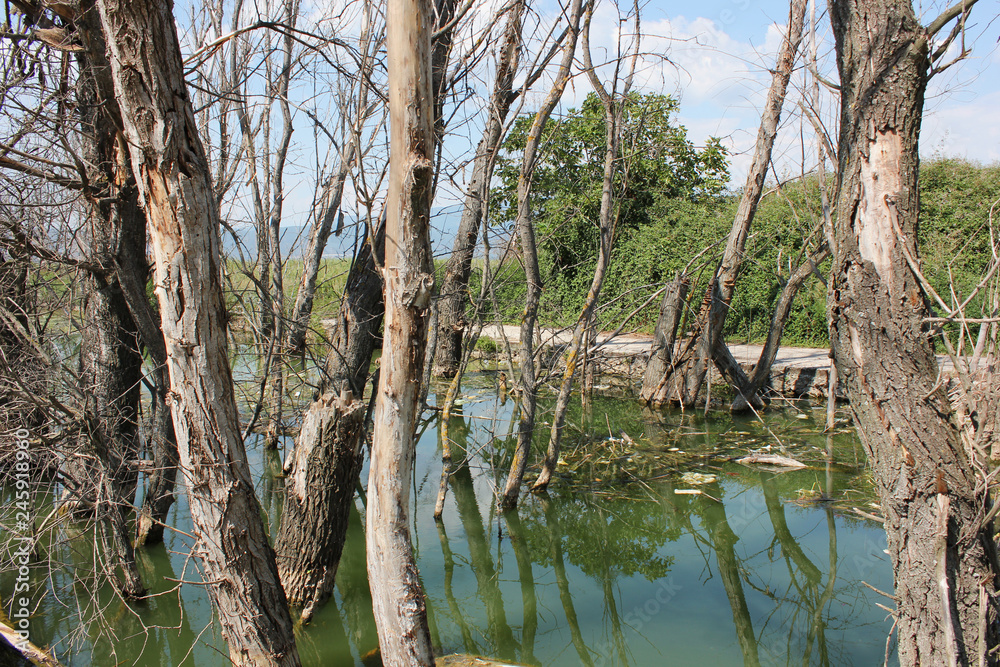 Abandoned trees on the Lake of Doirani Kilkis Greece Abandoned trees on the Lake of Doirani Kilkis Greece